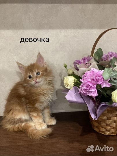 Котята мейн-кун