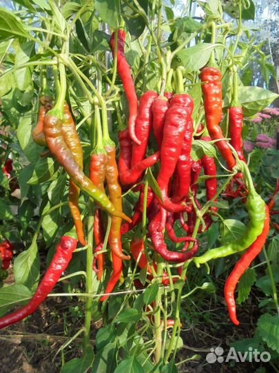 Семена перца (10 шт)