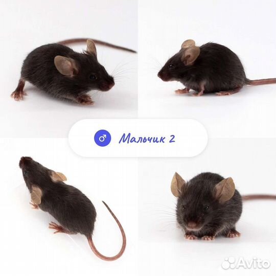 Мыши декоративные