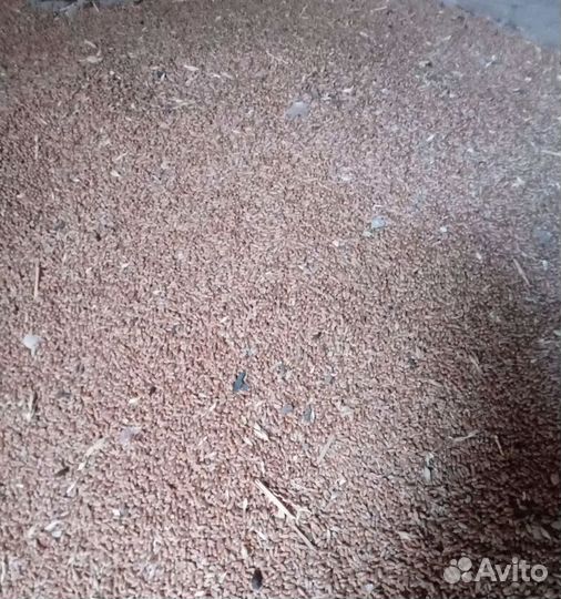 Рожь озимая, Рожь озимая на корм/посев