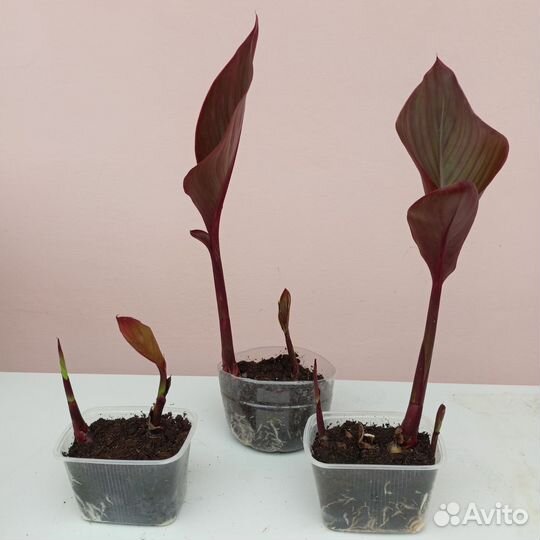 Канны краснолистные Цветы для сада