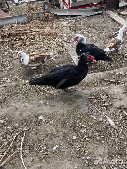 Мускусные утки индоутки