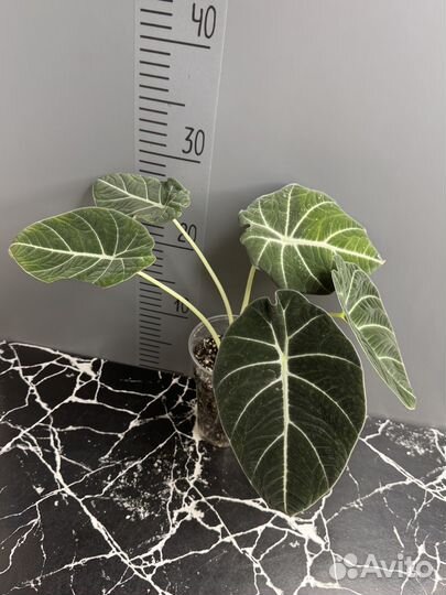 Алоказия блэк вельвет