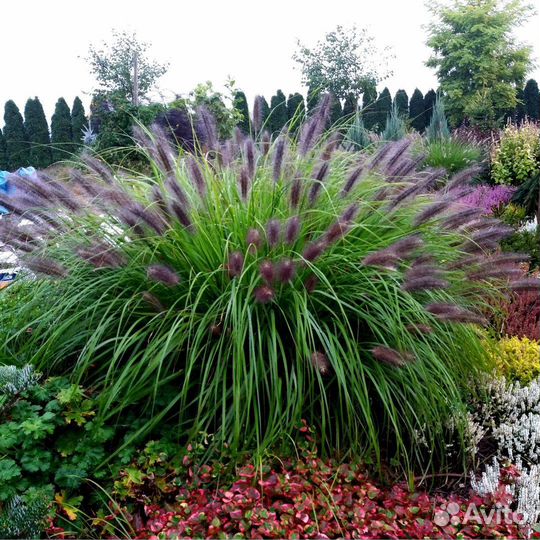 Злаки Маудри, Ред Хет, Компрессум, Литтл Банни