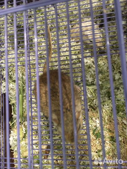 Песчанка бесплатно