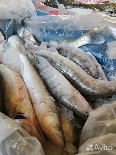 Свежая речная рыба