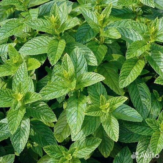Мята, мелисса