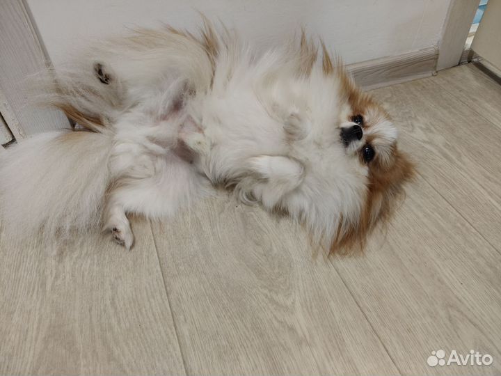 Продам шпица