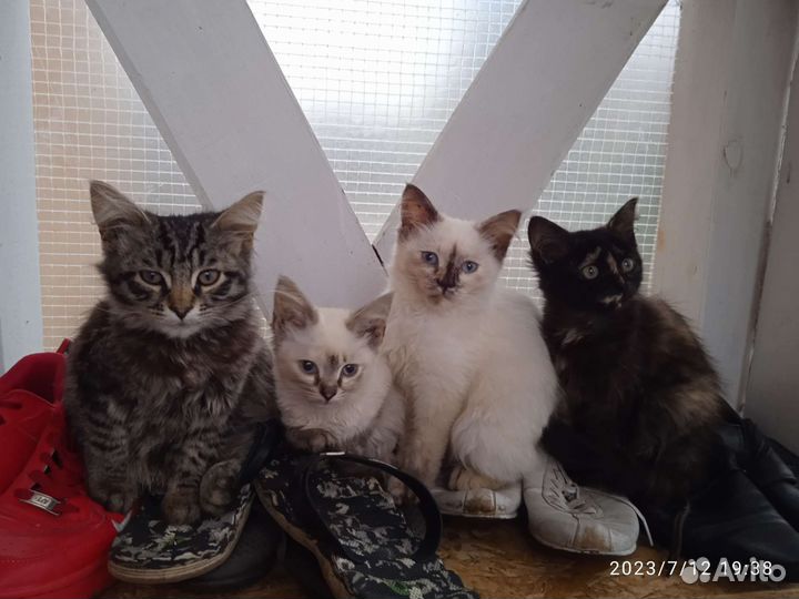 Кошка в дар бесплатно, мама Невская Маскарадная