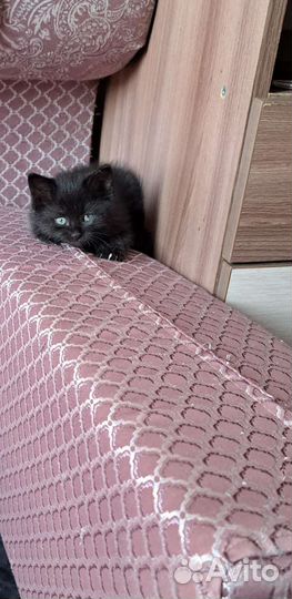 Котята мальчики