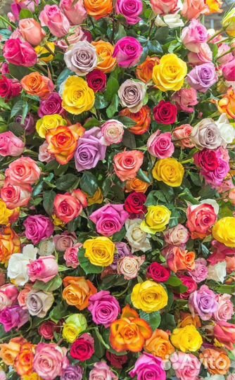 Саженцы сортовых Роз, зкс