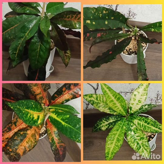 Кротон кодиуем или обмен