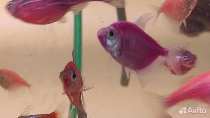Аквариумные рыбки растения и всё для содержания