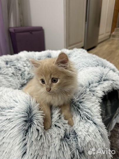 Мальчик ищет хозяев