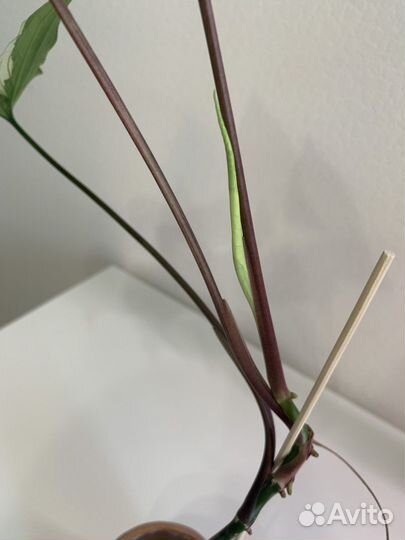 Сингониум imperial вайт - в горшочке