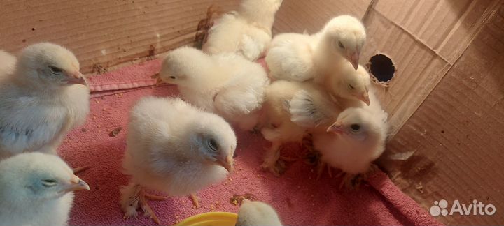 Цыплята брамы