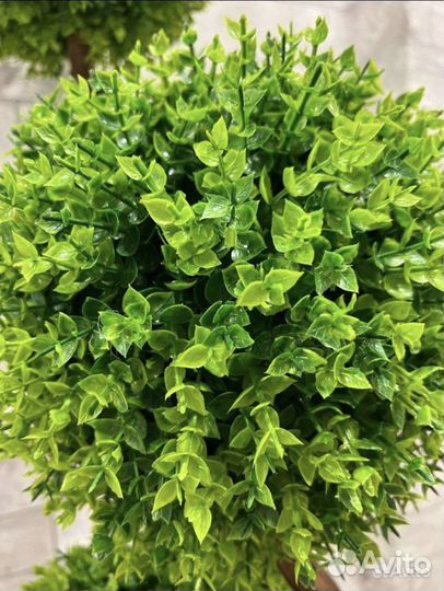 Самшит. Искусственное дерево. Интерьер