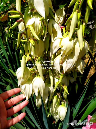 Юкка садовая, огромные