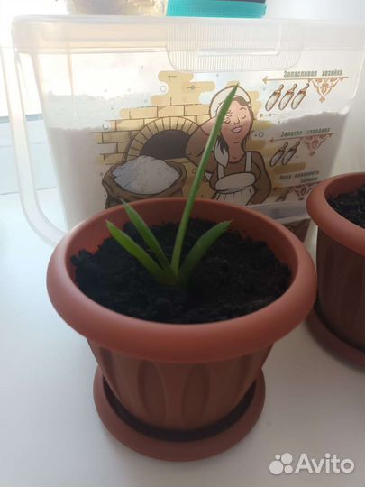 Хлорофитум