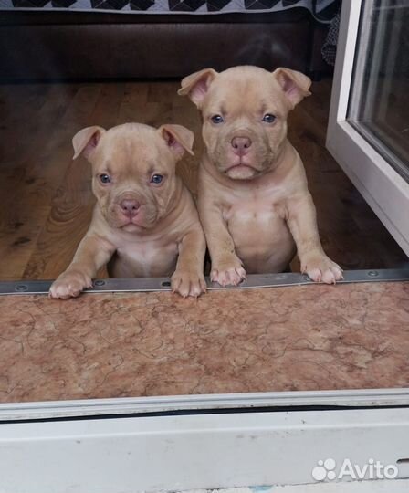 Американские булли