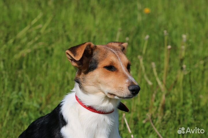 Счастье в дом