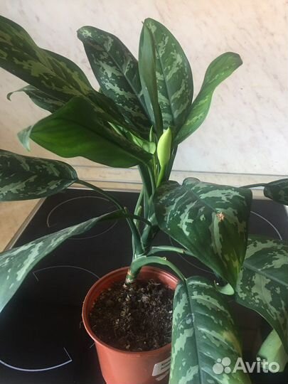 Пальма, Шагающий ирис, Лимон, Фикус Санни