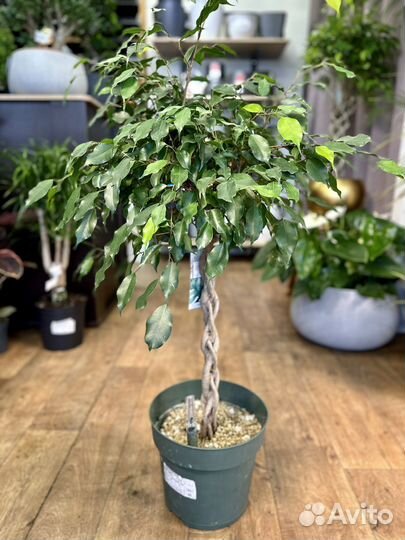 Фикус Бенджамина 110 см