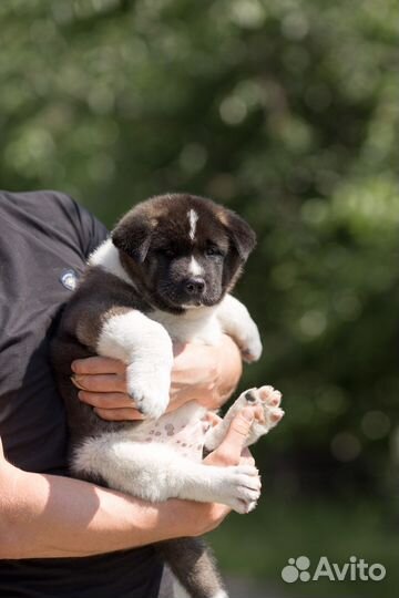 Американская акита