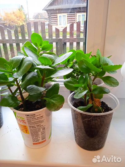 Гиппиаструм