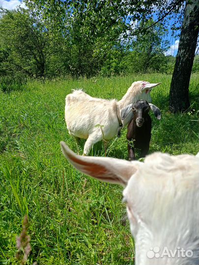Продаются козы и козёл