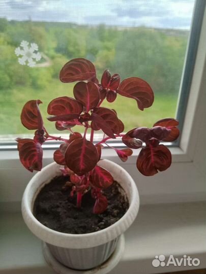 Ирезине,шеффлера,бальзамин