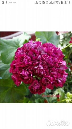 Розебудные И тюльпановидные пеларгонии