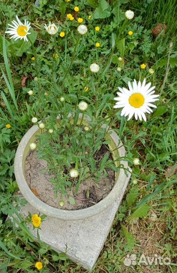 Ромашка садовая