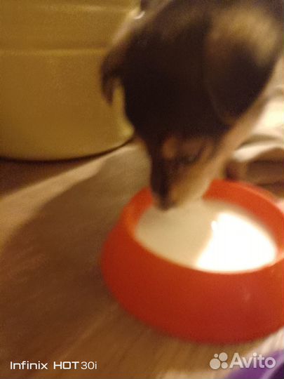 Щенок смесь овчарки и чихуа хуа