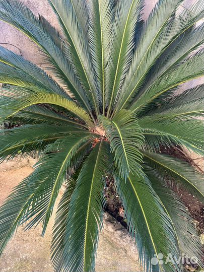 Пальма Цика(Саговник)