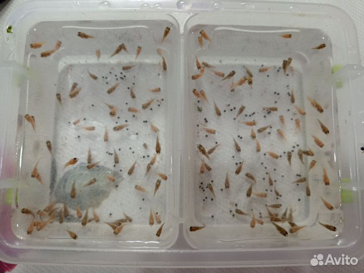 Сапфировый и Голубой попугаи