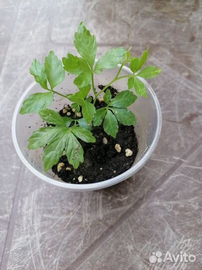 Джинура Прокумбенс (Gynura procumbens)