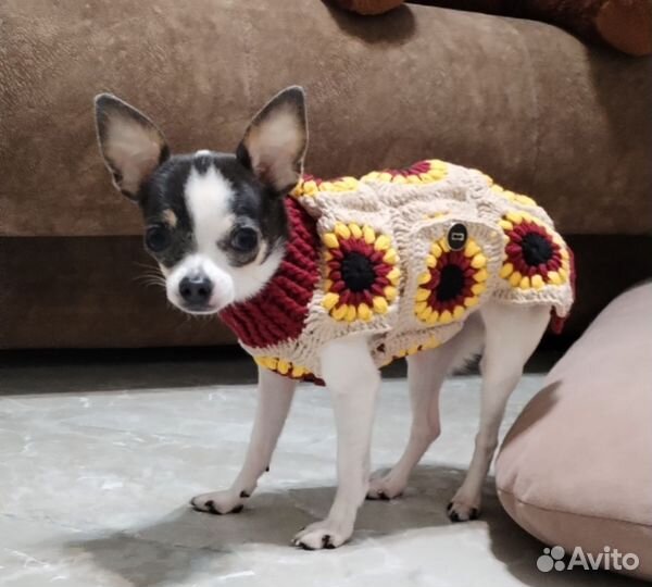 Одежда для собак на заказ