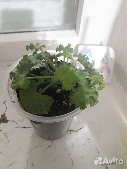 Королевская пеларгония