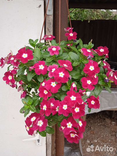 Хризантема мульти флора