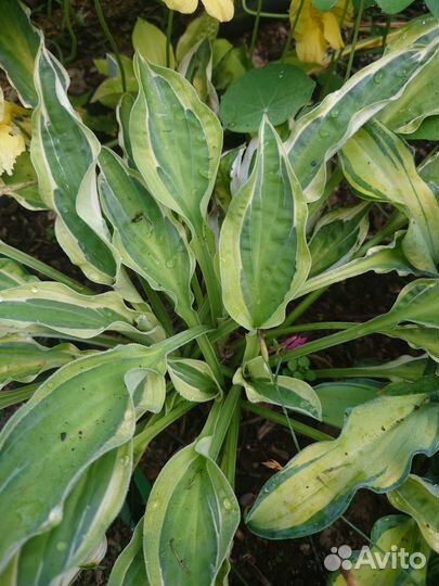 Хосты сортовые