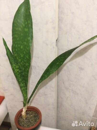 Сансевиерия Грандис