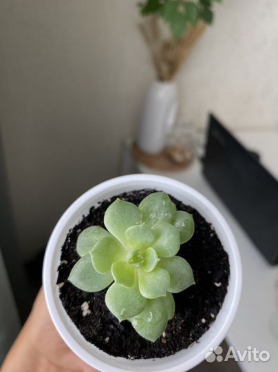 Суккуленты