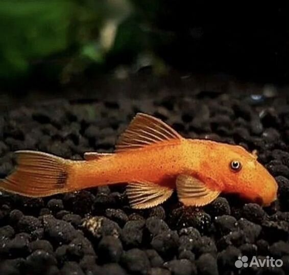 Аквариум 35 л с неонами и креветками