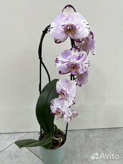 Орхидея Меджик Арт