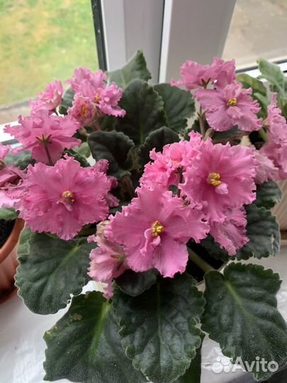 Фиалки цветущие в горшке