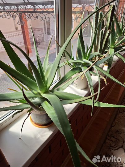 Алоэ вера лечебный