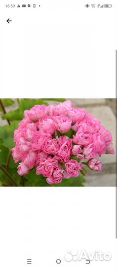 Пеларгония