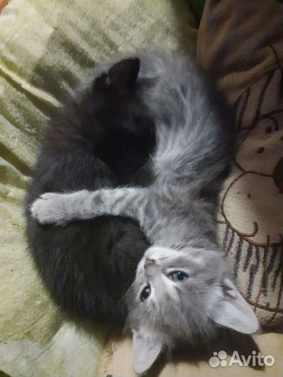 Котятв дар. В добрые руки прелестных котят