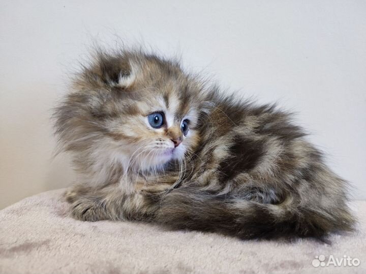 Шотландская вислоухая кошечка